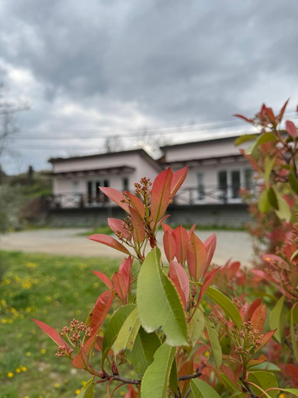 Villa Bora Kuce Na Reci Belgrado Exterior foto